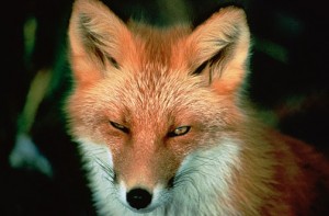 photo of a red fox
