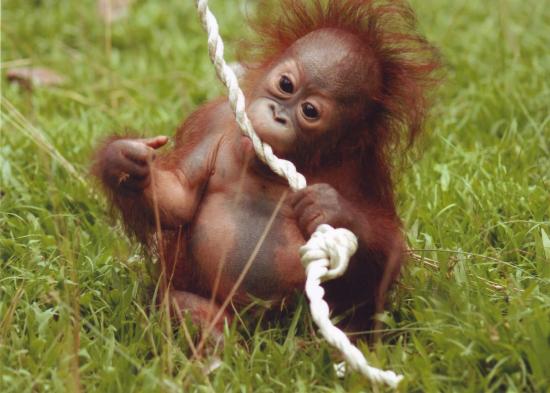 A small ape with orange fur sits in a grassy area chewing a thick white rope that is hanging down from above her