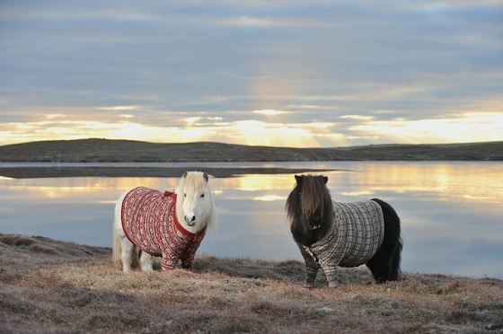 a white shetland pony in a red cardigan and a brown shetland pony in a brown cardigan standing on the shores of a picturesque waterway in the Shetland Isles