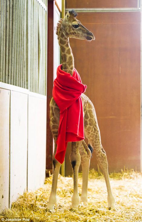 A two week old giraffe in a giraffe barn wearing a bright read scarf