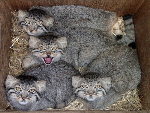 4 juvenile Pallas cats lying on a bed of straw in a wooden box
