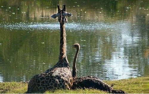 A giraffe and an ostrich snuggle together on the grassy banks of a lake | via dailydoseofcute.net