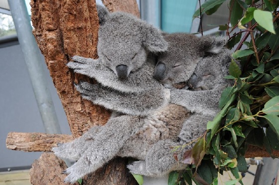 3 koalas sleepily snuggled together spoon-fashion in a tree-fork at Sydney's Taronga Zoo.