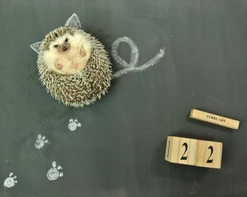 A hedgehog lies face-up on a chalkboard where cat ears, tail and footprints have been drawn around it