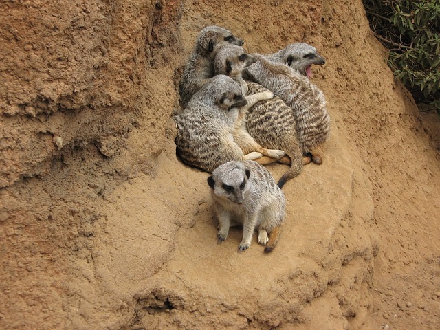 A pile of young meerkats snuggling together in a dusty landscape
