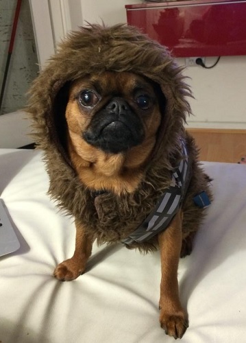 a small brown dog with black muzzle wearing a Chewbacca coat