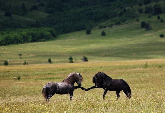 two horses in a grassy field face each other and each raise a front hoof to touch in what looks kinda like a fistbump