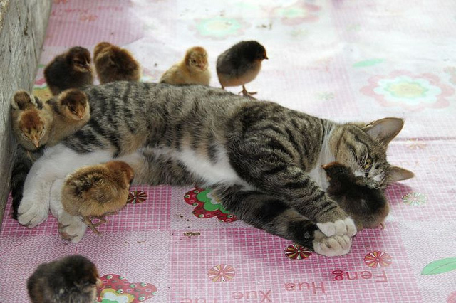 a tabby cat with white belly and white socks lies on a patterned surface surrounded by snuggly baby chickens
