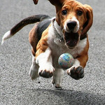 A basset hound running toward the camera, chasing a bouncing ball, ears flying and paws pounding