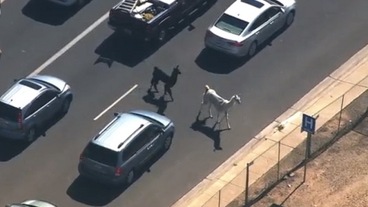 a pair of llamas, one black, one white, cross a busy highway. Traffic around them has stopped to let them cross.