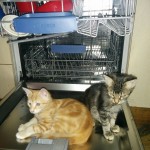 A ginger tabby kitten and a dark tabby kitten sit on the lowered lid of an empty dishwasher