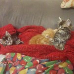 3 small kittens on a red rug on top of a jellybean-print beanbag on top of a brown sofa.