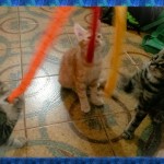 3 kittens playing with a toy with three fluffy strings attached