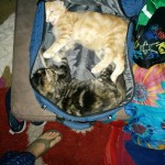 Two young cats calmly lying inside an open suitcase.