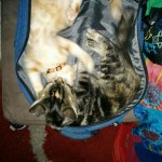 two young cats playfully monstering each other inside a suitcase