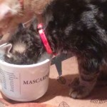 A dark tabby kitten head inside a tub of mascarpone, a ginger tabby kitten head nearby awaits his turn.