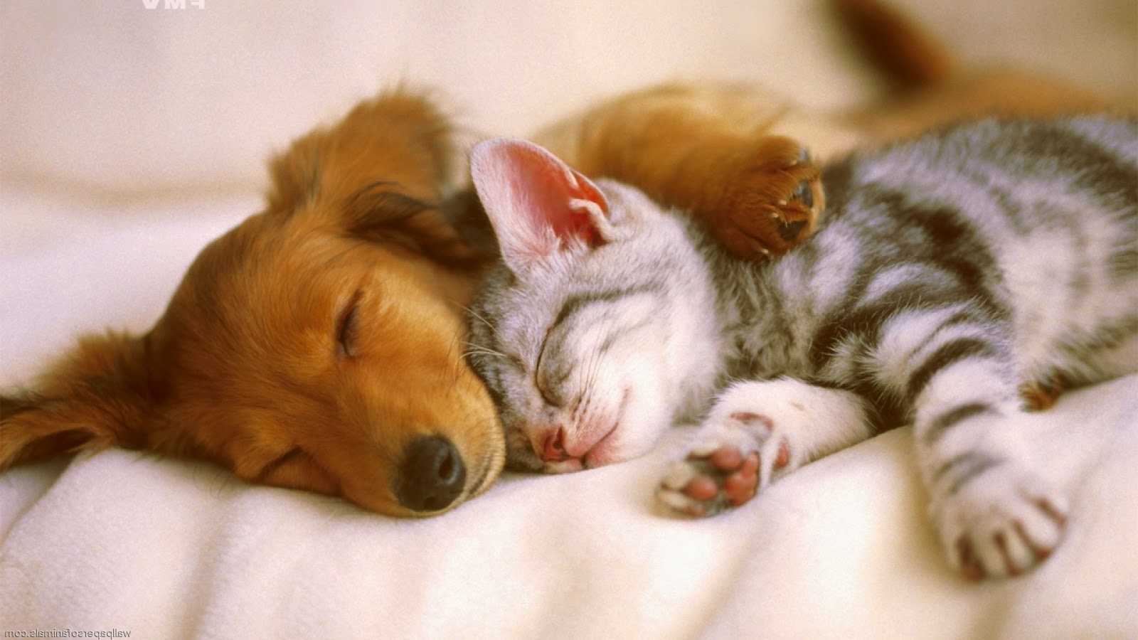 A photo of a tan puppy and a gray tabby kitten sleeping together